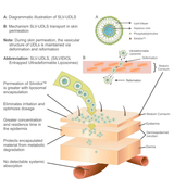 Lencura |  CANNAVERA® Topical Pain Relief Oil.